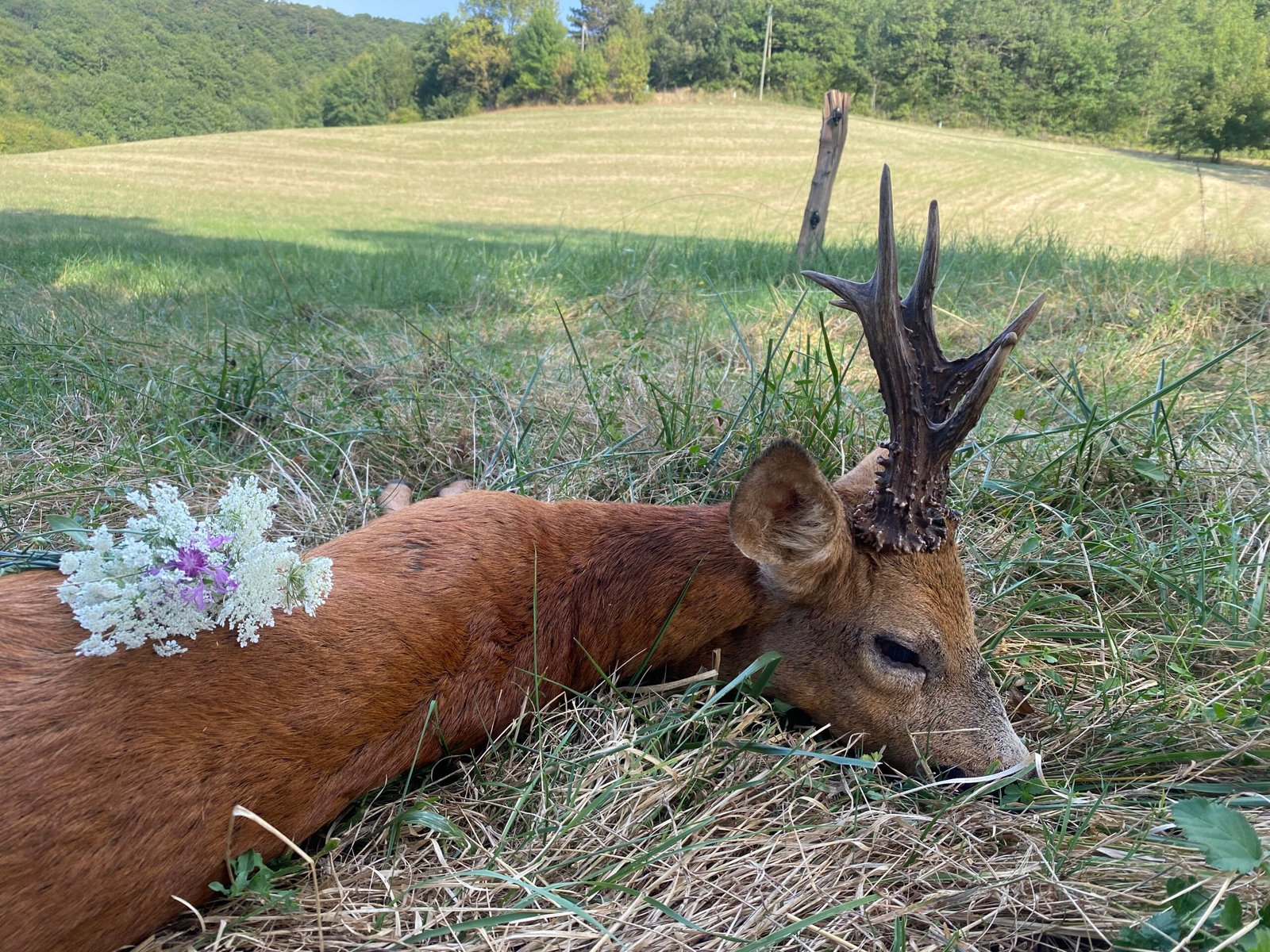 Approche du chevreuil en Ariège